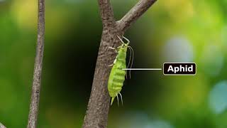 Aphid