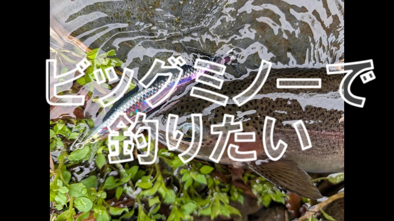 ビッグミノーで釣りたい