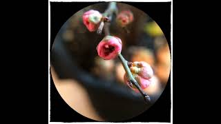 Download Lagu 宫粉梅 - 梅花/Plum Blossom MP3 Download Lagu 宫粉梅 - 梅花/Plum Blossom MP3