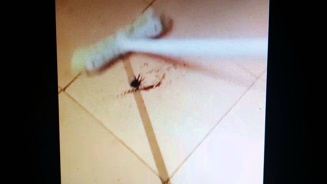 Wolf Spider Big Wolf Spider Squashed Then Babies Crawl Out Wolf Spider Big Wolf Spider Squashed Then Babies Crawl Out