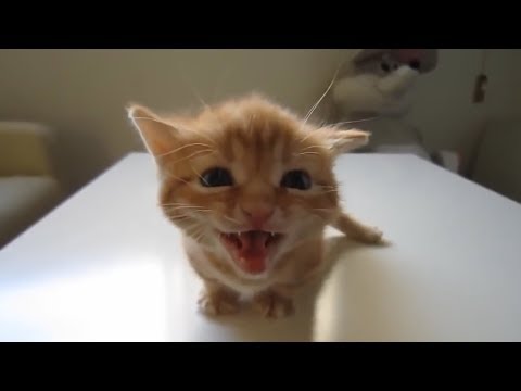 kittens-meowing-song-numb-of-linkin-park
