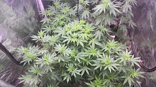 Indoor grow 2024: Seed to harvest: Ethos Grape Balls Of Fire flowering week 1 with Farmlite Led