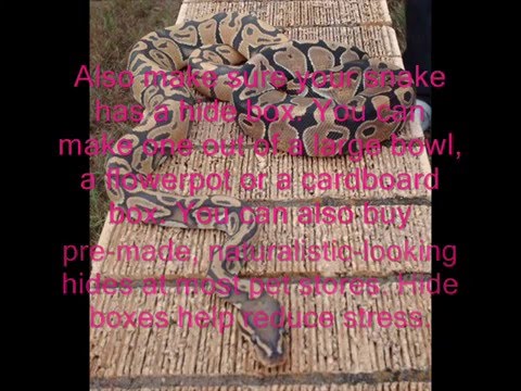 petco hours Ball Python Carevid