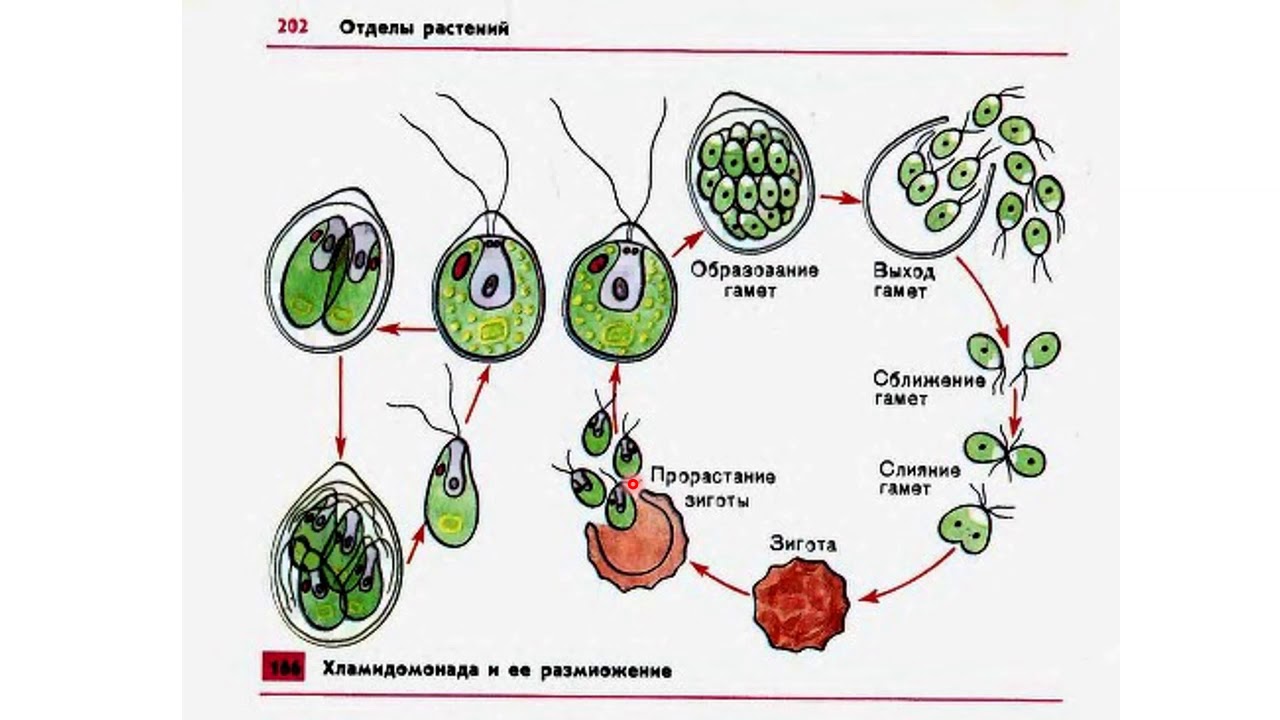 Стадии жизненного цикла зеленых водорослей. Бесполое размножение хламидомонады. Цикл бесполого размножения хламидомонады. Размножение одноклеточных зеленых водорослей. Размножение клеток хламидомонады.