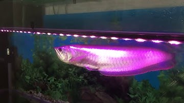 Cá Rồng Ngân Long Ăn Ếch Cực Đã