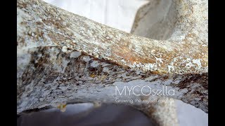 MYCOsella, Growing the Mycelium Chair - Manufacture Process Time-Lapse Video