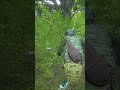 Solo anti-raid  #game #dayz #dayzmod