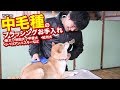 犬のブラッシング【中毛種編】ワンちゃんのお手入れとケア、スリッカーとコームを使いましょう！柴犬、秋田犬、甲斐犬、紀州犬、シベリアンハスキーなどのお手入れに