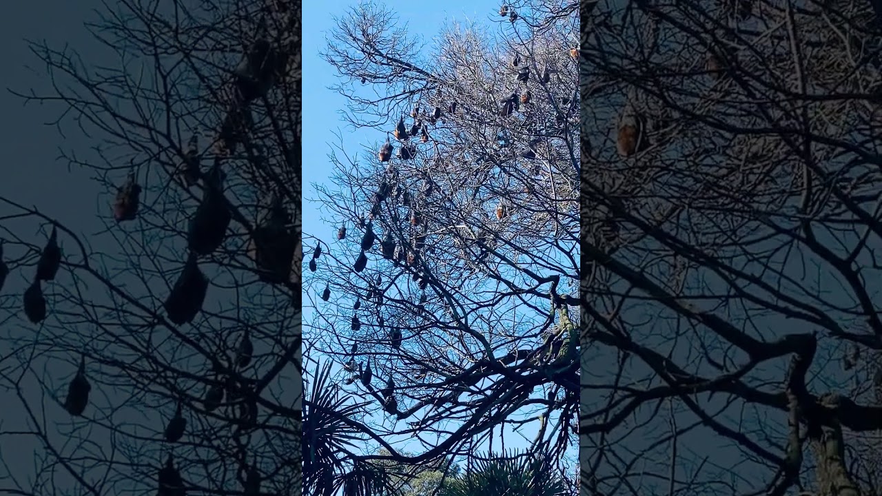 Surprised to see this bat colony!