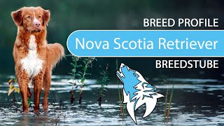 ► Nova Scotia Duck Tolling Retriever Breed Profile [2022] Temperament & Training