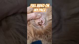Infected Dog Ear Cleaning. Dog Grooming POV ASMR Earwax Removal and Har Plucking.