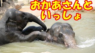 【サクラ】おかあさんといっしょに水浴び 【アジアゾウ】