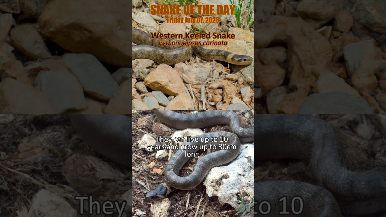 2023-07-07 Western Keeled Snake