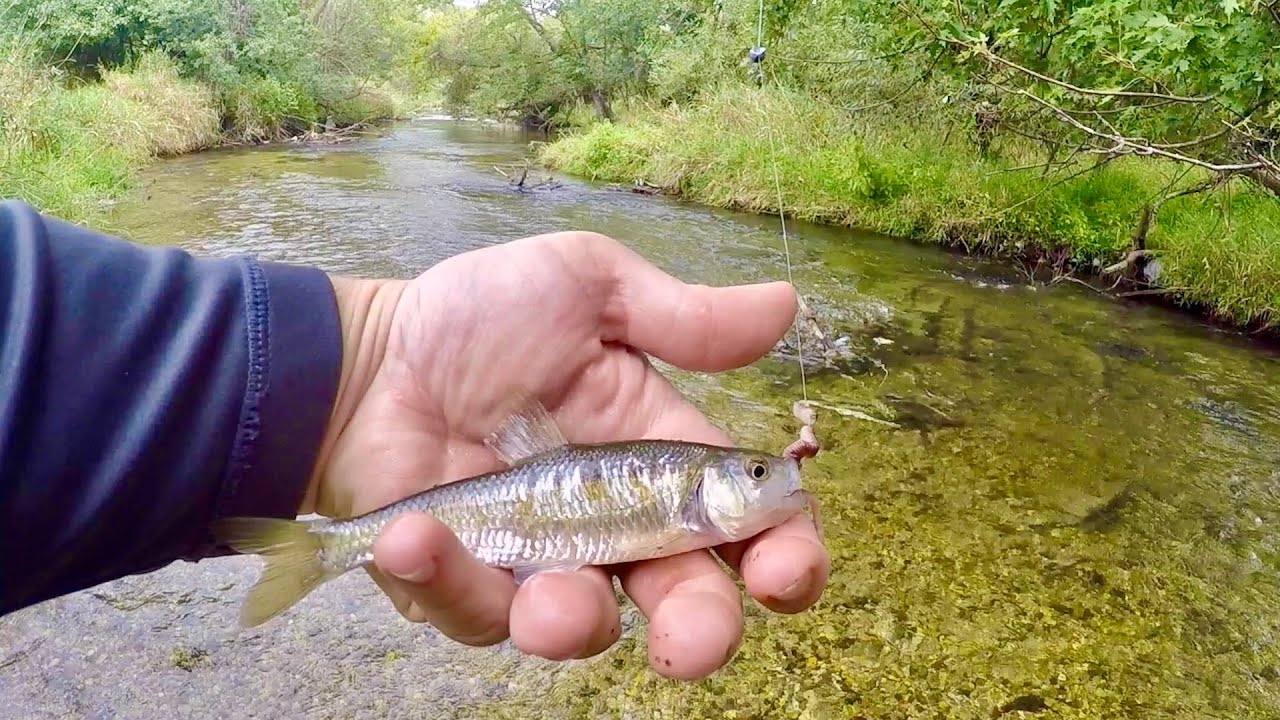 River Fishing for BIG FISH BAIT! (Creek Chubs and Shiners) 