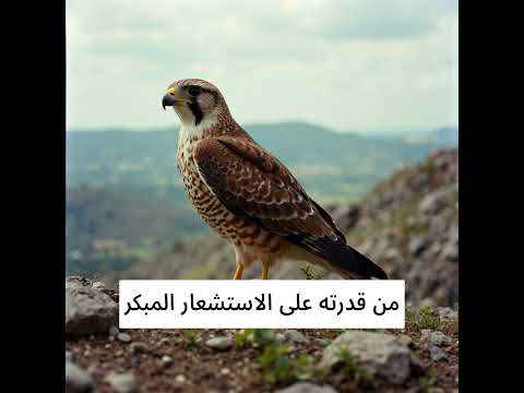 الصقر رمز القوة والسرعة في الطبيعة