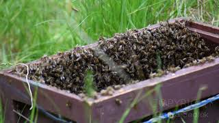 Včely - rojení, odchyt a usazení roje