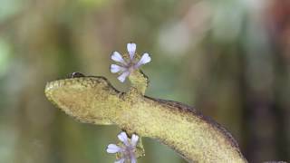 Gecko Walking