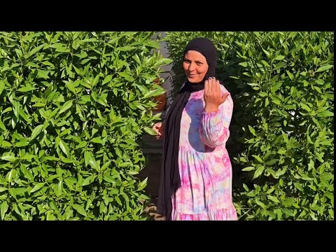 يا صيف يا صيف تعالوا يا اغلى اخوات الصيف هنا مختلف