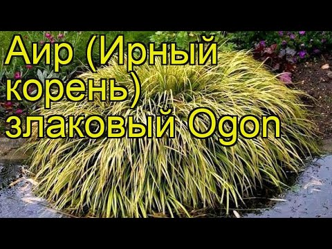 Аир злаковый Огонь. Краткий обзор, описание характеристик, где купить саженцы acorus gramineus Ogon