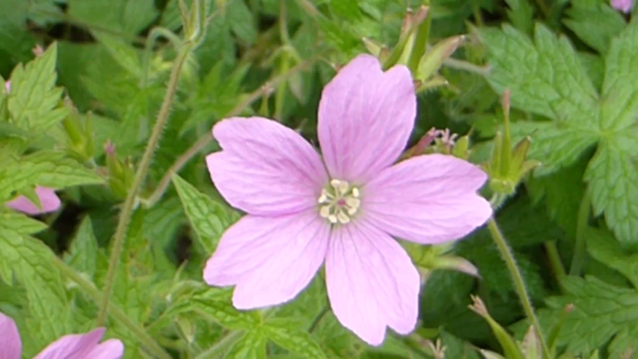 Cranesbills - Geranium - Blágresi - Garðplanta - Sumarblóm