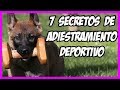 🤫 7 secretos del adiestramiento canino deportivo  (el APPORT) 🏆