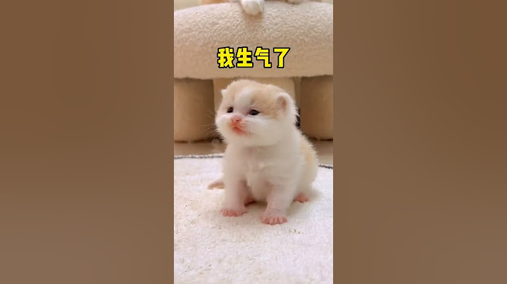 【小奶貓成長記】這貓咪頭上有啥秘密嗎，怎麼從小就不讓摸