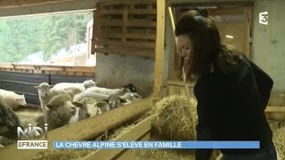 ANIMAUX : La chèvre Alpine s'élève en famille