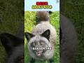 突然変異した幻の【ギンギツネ】#動物 #豆知識#雑学