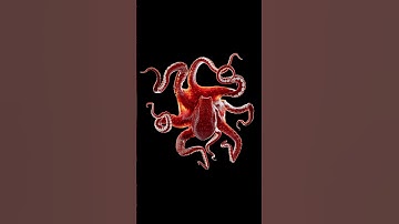 P 03 #octopus #3danimation #3dmodeling