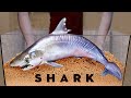 10 000 Maggots VS SHARK | How Quickly The MAGGOTS Eat a SHARK?