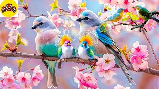 The most beautiful birds in the World 4K / The healing power of bird sounds  + Relaxing music