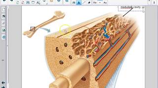 Histology of Bone Tissue