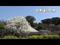白木蓮の巨樹(Lily Magnolia)