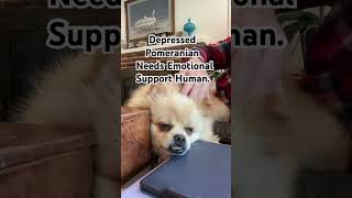 Pom’s friend left: emotional support human ⏰ #dog #pomeranian #love #doglover #anxiety #sad #blues