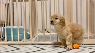 お迎え初日に脱走するゴールデンレトリバーの子犬【ボーダーコリー】