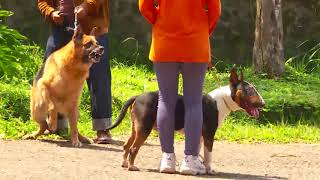 Digonggongin Anjing Galak, Bull Terrier Tetep Santuy Si Otan