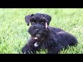 SMART & ADORABLE Miniature Schnauzer Puppy For Sale - TRAINED! SMART & ADORABLE Miniature Schnauzer Puppy For Sale - TRAINED!
