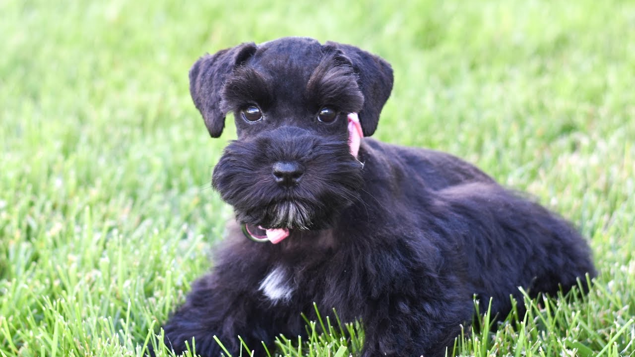 black schnauzer puppy