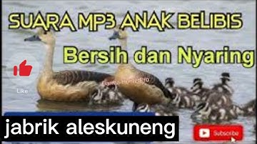 suara pikat anak belibis jos
