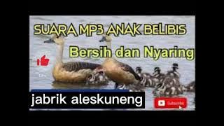 suara pikat anak belibis jos