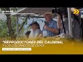 REPRODUCTORES DEL CALDENAL Y LOS COLORADOS DE CUYO