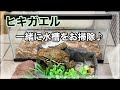 飼育 ヒキガエルの飼育環境をメンテナンス ヒッキーと一緒に掃除 飼育 ヒキガエルの飼育環境をメンテナンス ヒッキーと一緒に掃除