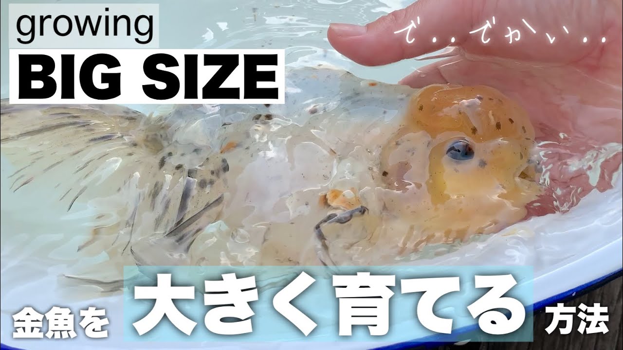 【デカいの好き？】金魚を大きくする方法 江戸錦と関東東錦でご紹介 How to grow Big size Goldfish @peperia