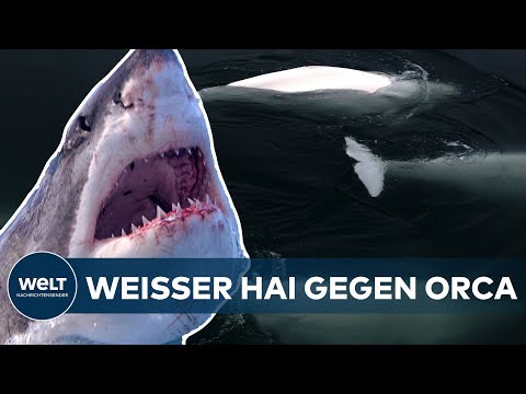 Video: Würde ein Hai einen Menschen jagen?