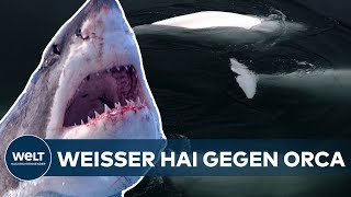 DUELL DER MEERES-GIGANTEN: Seltenes Video! Hier kämpft ein Orca gegen einen weißen Hai