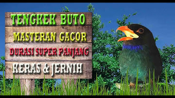 Suara Tengkek Buto Gacor Durasi Panjang Super Jernih