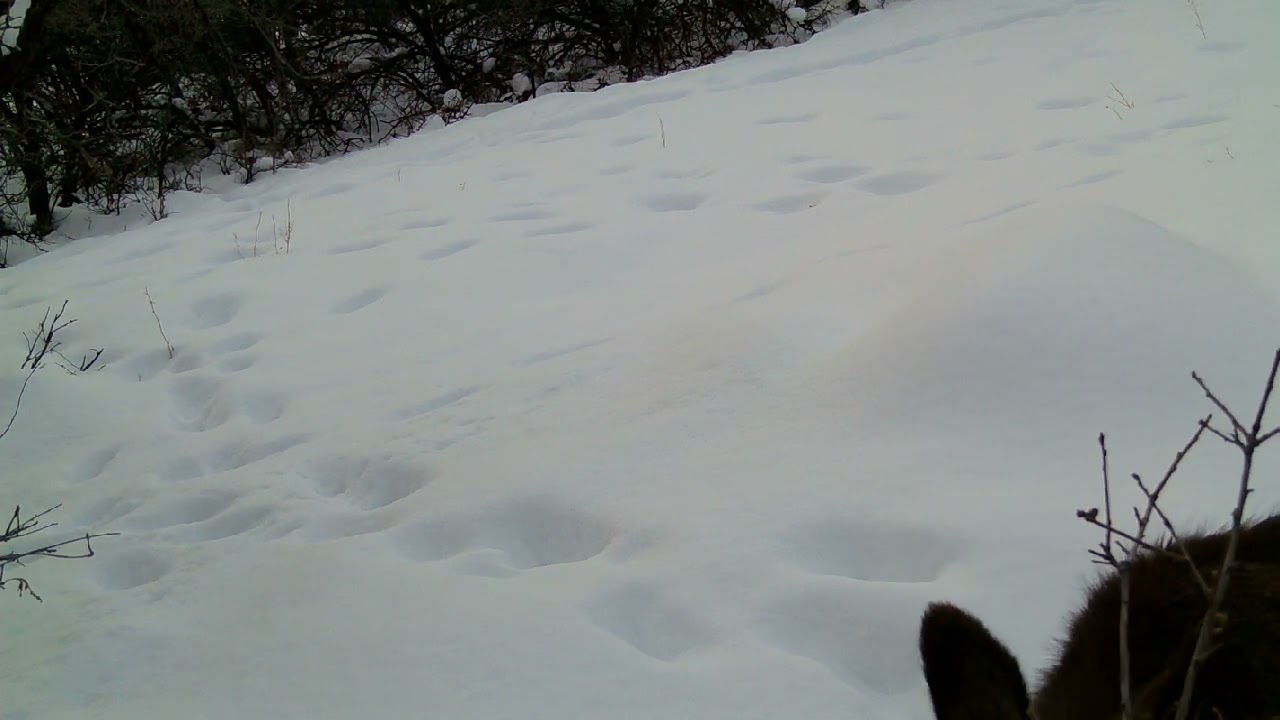Up Close with Mule Deer