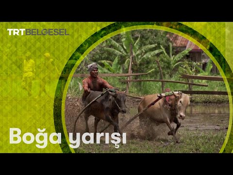 Boğa Yarışı | Ailenin Yeni Üyesi | TRT Belgesel