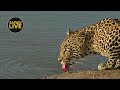 safariLIVE Sunset Safari 4, November 2019