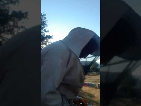 toroslarda bal hasadı